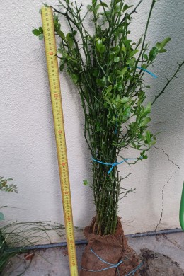 Poncirus trifoliata bare-root, 2 years (lot)