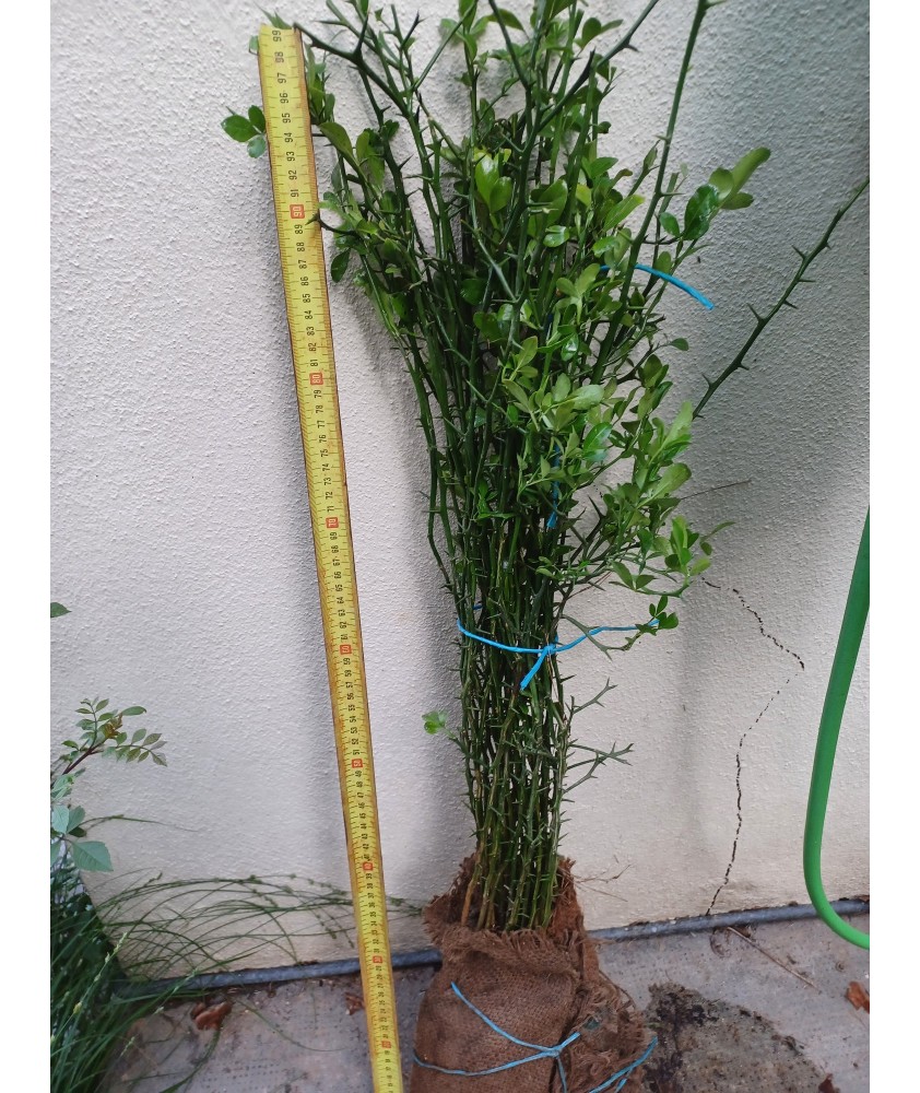 Lot de Poncirus trifoliata RN 2 ans