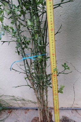 Lot de Poncirus trifoliata en racines nues, 10 mm et plus