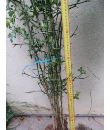 Lot PG poncirus Trifoliata...