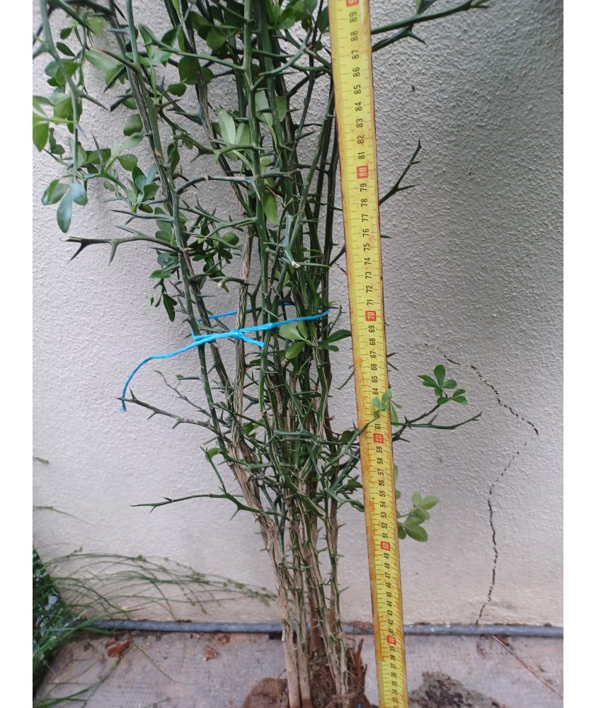 Lot PG poncirus Trifoliata RN 10+