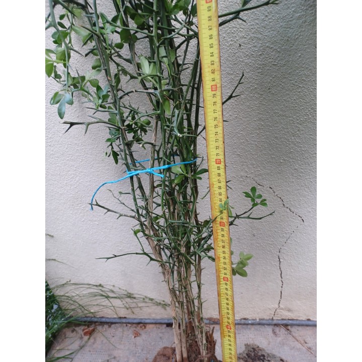 Poncirus trifoliata bare-root, 10 mm and over (lot)