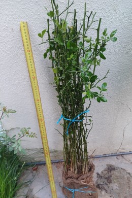 Lotto di Poncirus trifoliata a radice nuda, da 6 a 10 mm