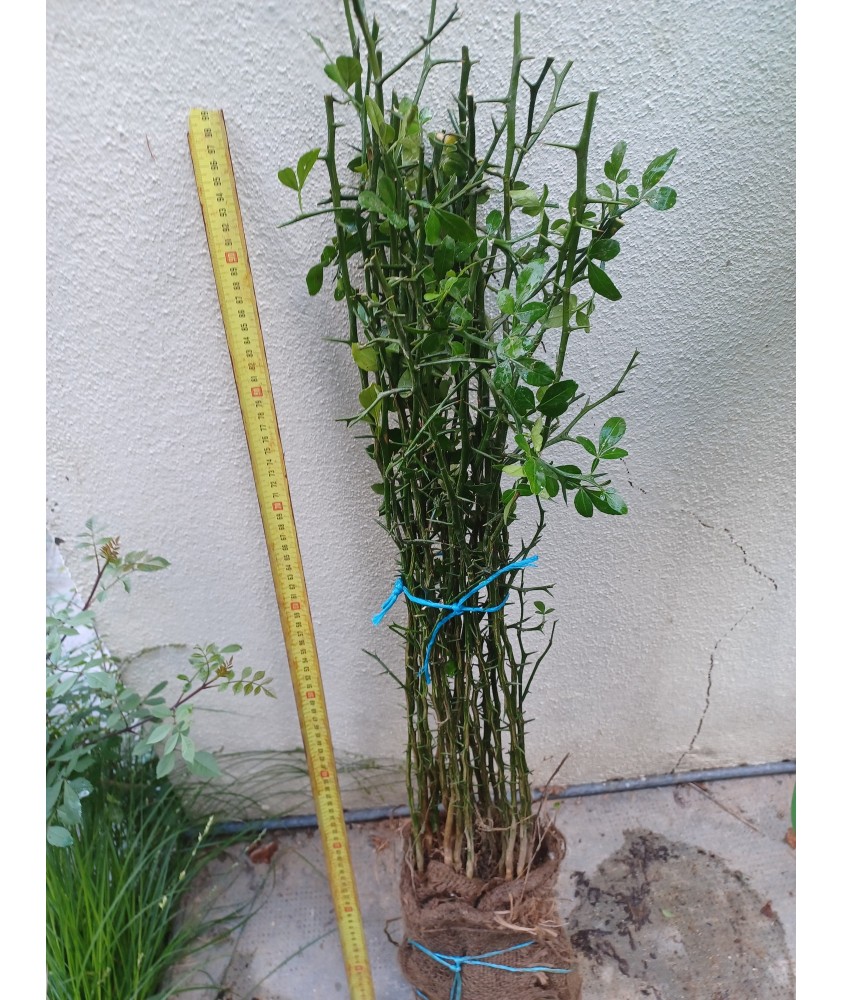 Lot de Poncirus Trifoliata RN 6/10