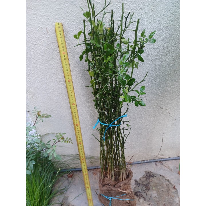Poncirus trifoliata bare-root, 6 to 10 mm (lot)