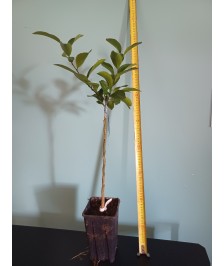 Tangor sanguine Rubino