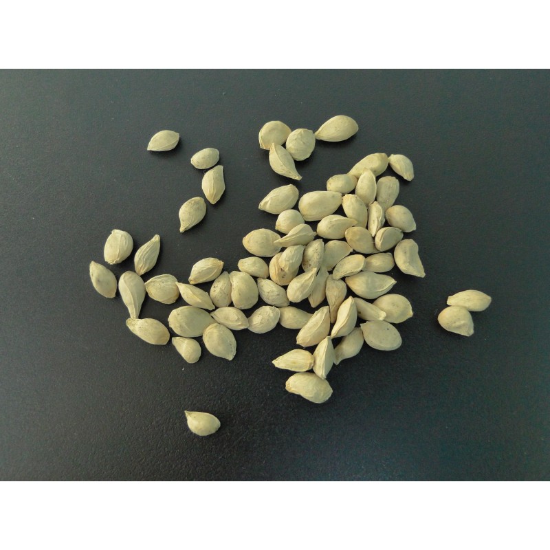 Graines certifiées de citrange C35