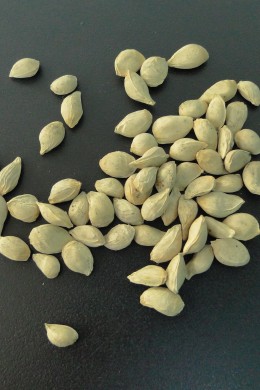 Graines certifiées de Citrumelo 4475