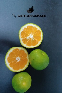 Satsuma Iwasaki – Mandarine satsuma | Greffeur d'agrumes