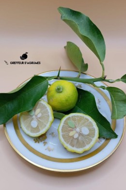 Hana Yuzu – Agrume acide japonais | Greffeur d'agrumes