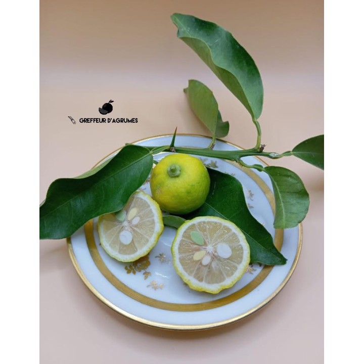 Hana Yuzu – Agrume acido giapponese | Greffeur d'agrumes
