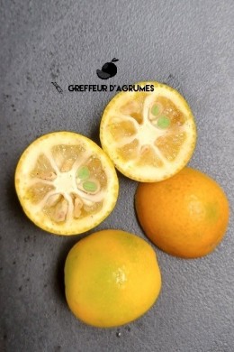 Kumquat Nameiwa – Kumquat | Greffeur d'agrumes
