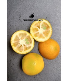 Nameiwa Kumquat – Kumquat