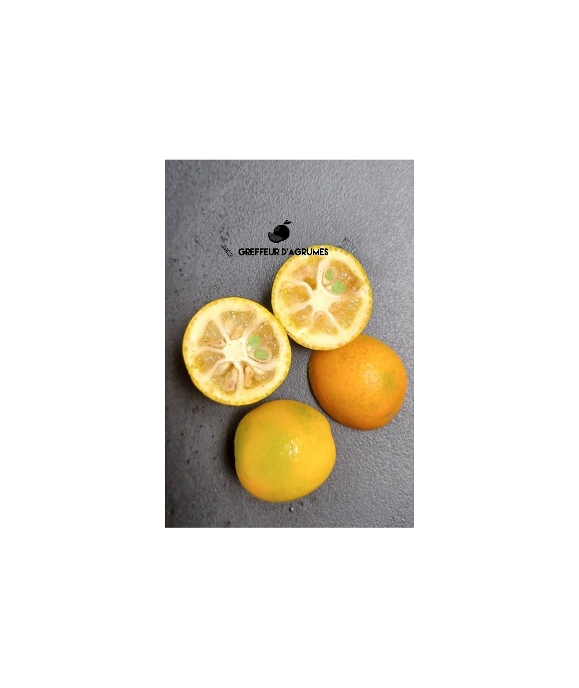 Nameiwa Kumquat – Kumquat