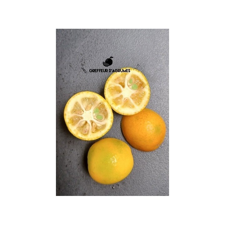 Kumquat Nameiwa – Kumquat | Greffeur d'agrumes