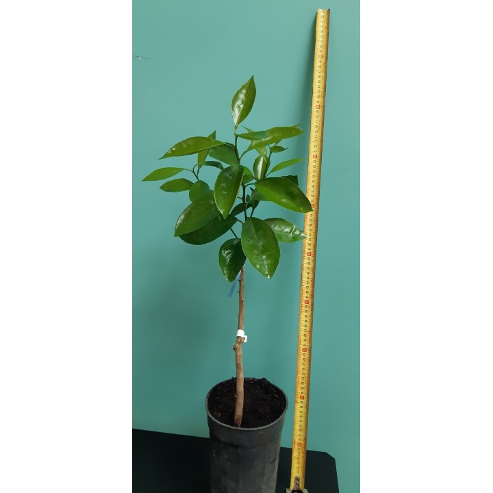 Clementine Clemenules – Clementine | Greffeur d'agrumes