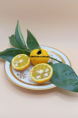 Sudachi Seneca – Agrume acide japonais | Greffeur d’agrumes