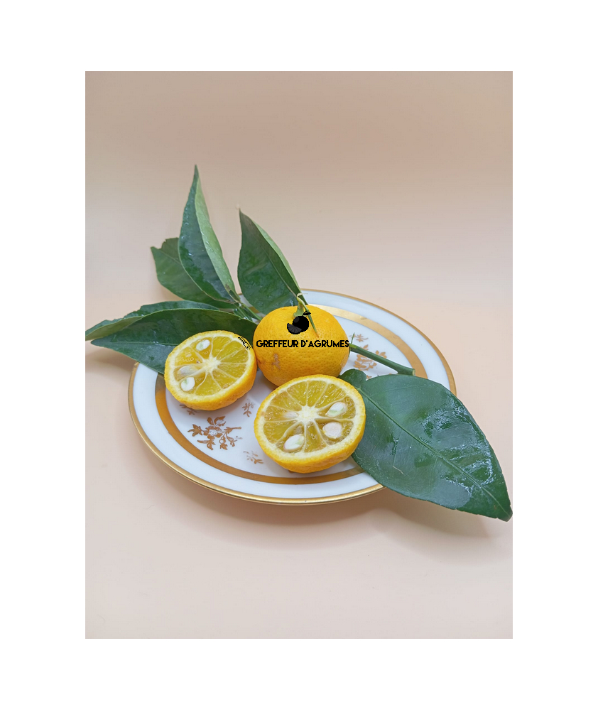 Sudachi seneca – Agrume acide japonais