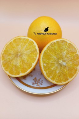 US 119 – Hybride rustique à fruit proche d’une petite orange | Greffeur d'agrumes