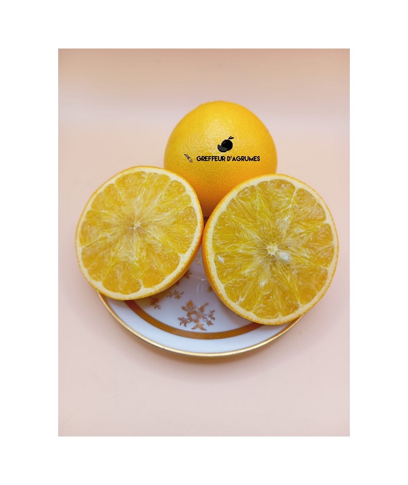 US 119 – Hybride rustique à fruit proche d’une petite orange