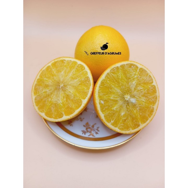 US 119 – Hybride rustique à fruit proche d’une petite orange | Greffeur d'agrumes
