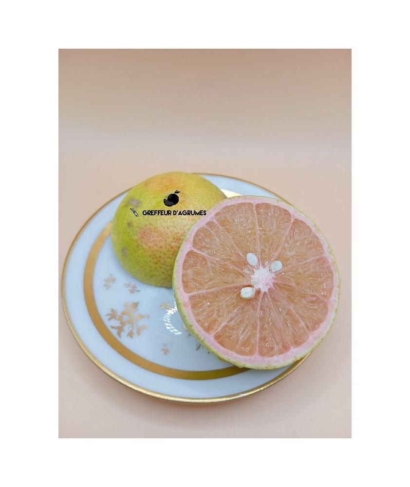 Wekiwa Tangelolo – Small juicy citrus whose flesh can tinge pink