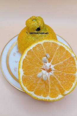 Shiranui – Very sweet Japanese tangor | Greffeur d'agrumes