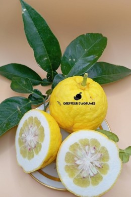 Ichang Lemon Shangyuan – Agrume rustique acide | Greffeur d'agrumes
