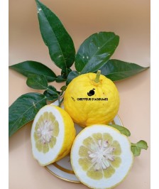 Ichang lemon Shangyuan