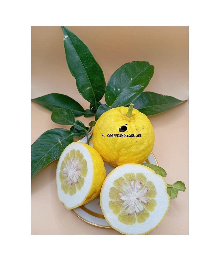 Ichang lemon Shangyuan – Agrume rustique acide