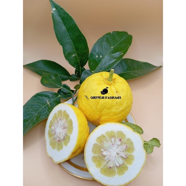 Ichang Lemon Shangyuan – Varietà di agrumi rustica e acida