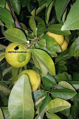 Citradia – Hardy hybrid | Greffeur d'agrumes