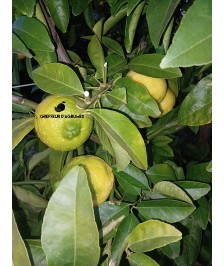 Citradia