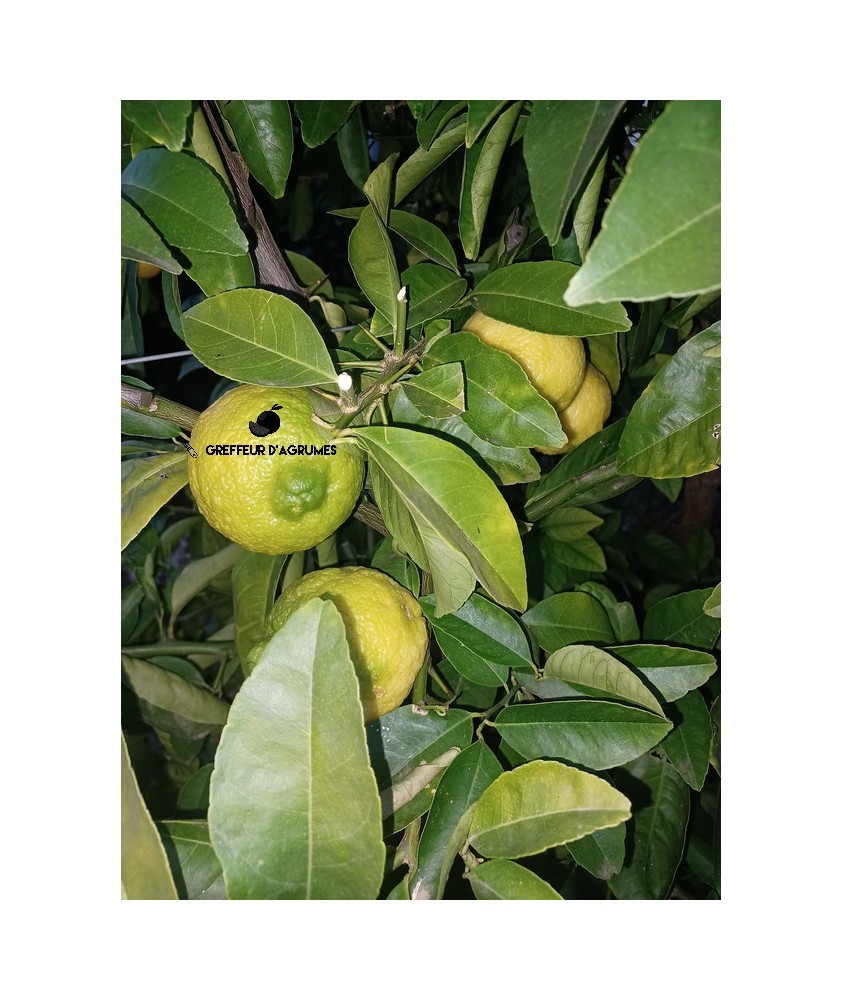 Citradia