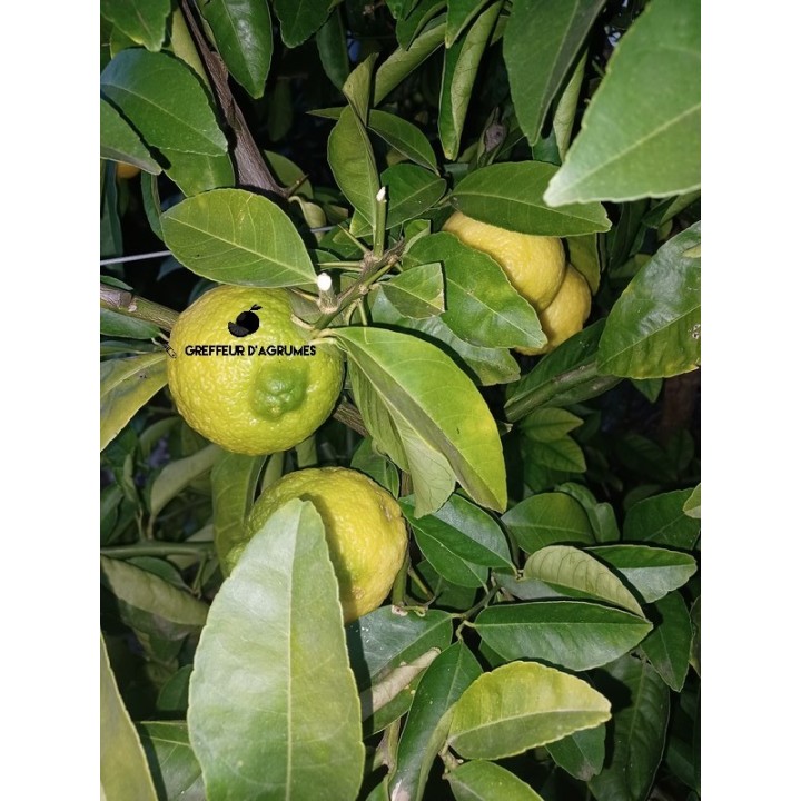 Citradia – Ibrido rustico per la cucina