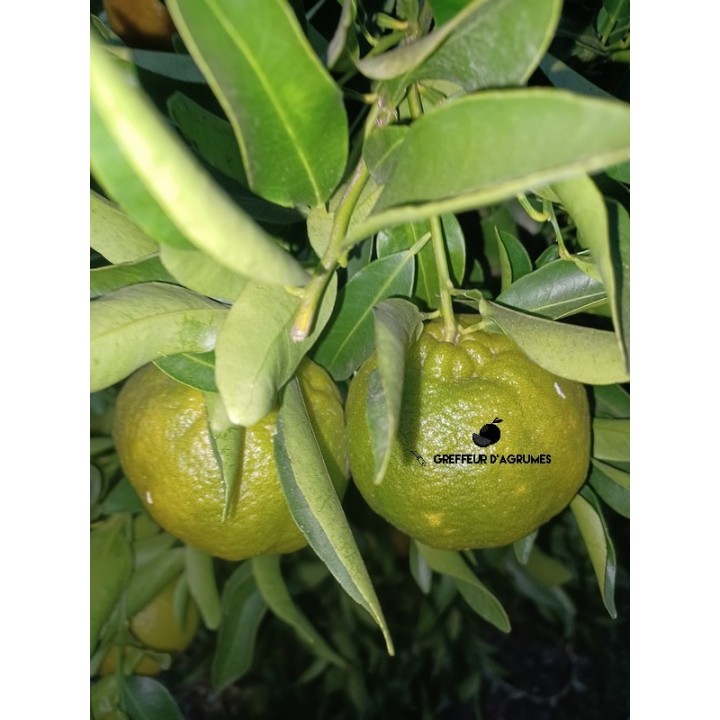 Harumi – Tangor giapponese dolce e succoso | Greffeur d'agrumes
