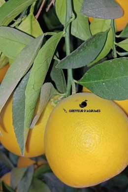 Oranger Cara Cara – Orange douce | Greffeur d’agrumes
