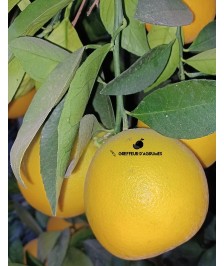 Cara Cara Orange – Sweet...