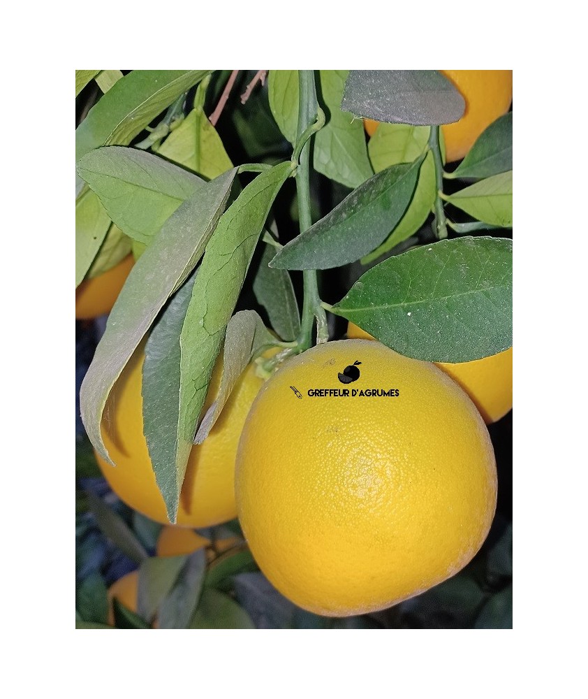 Orange Cara Cara – Süßorange
