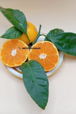 Satsuma Okitsu – Mandarine satsuma précoce, douce et facile à éplucher | Greffeur d'agrumes