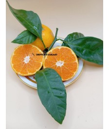 Satsuma Okitsu