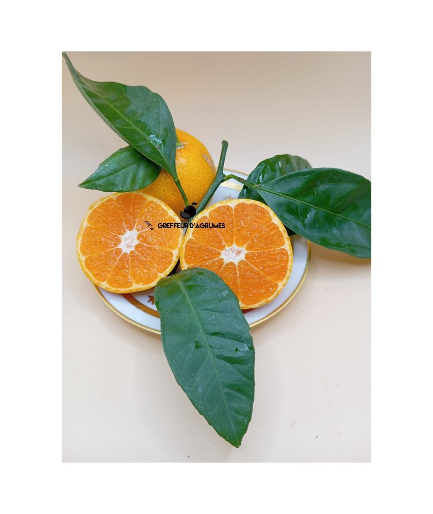 Satsuma Okitsu