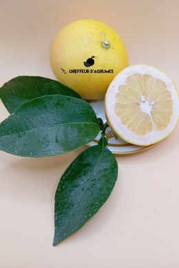 Enzo Grapefruit – Sweet, juicy red-fleshed grapefruit | Greffeur d'agrumes