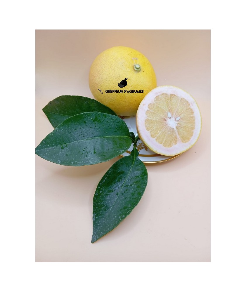 Enzo Grapefruit – Sweet, juicy red-fleshed grapefruit