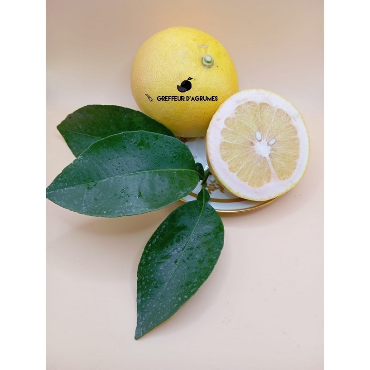 Pomelo Enzo – Pomelo de pulpa amarilla | Greffeur d'agrumes