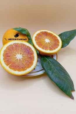 Arancio Tarocco Rosso – Arancia rossa italiana
