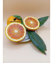 Oranger tarocco rosso