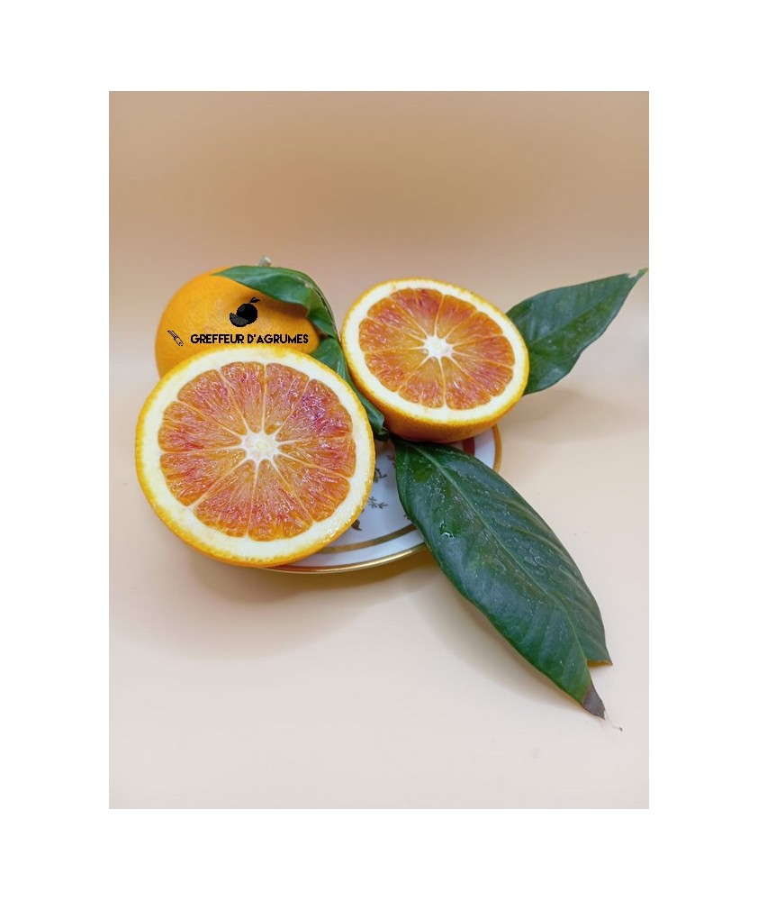 Orange Tarocco Rosso – Feine, aromatische italienische Blutorange