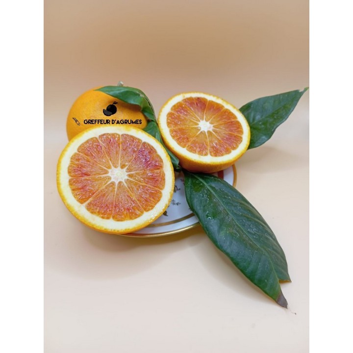 Naranjo Tarocco Rosso – Naranja sanguina italiana
