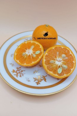 Setubalense Mandarin – Mandarin | Greffeur d'agrumes